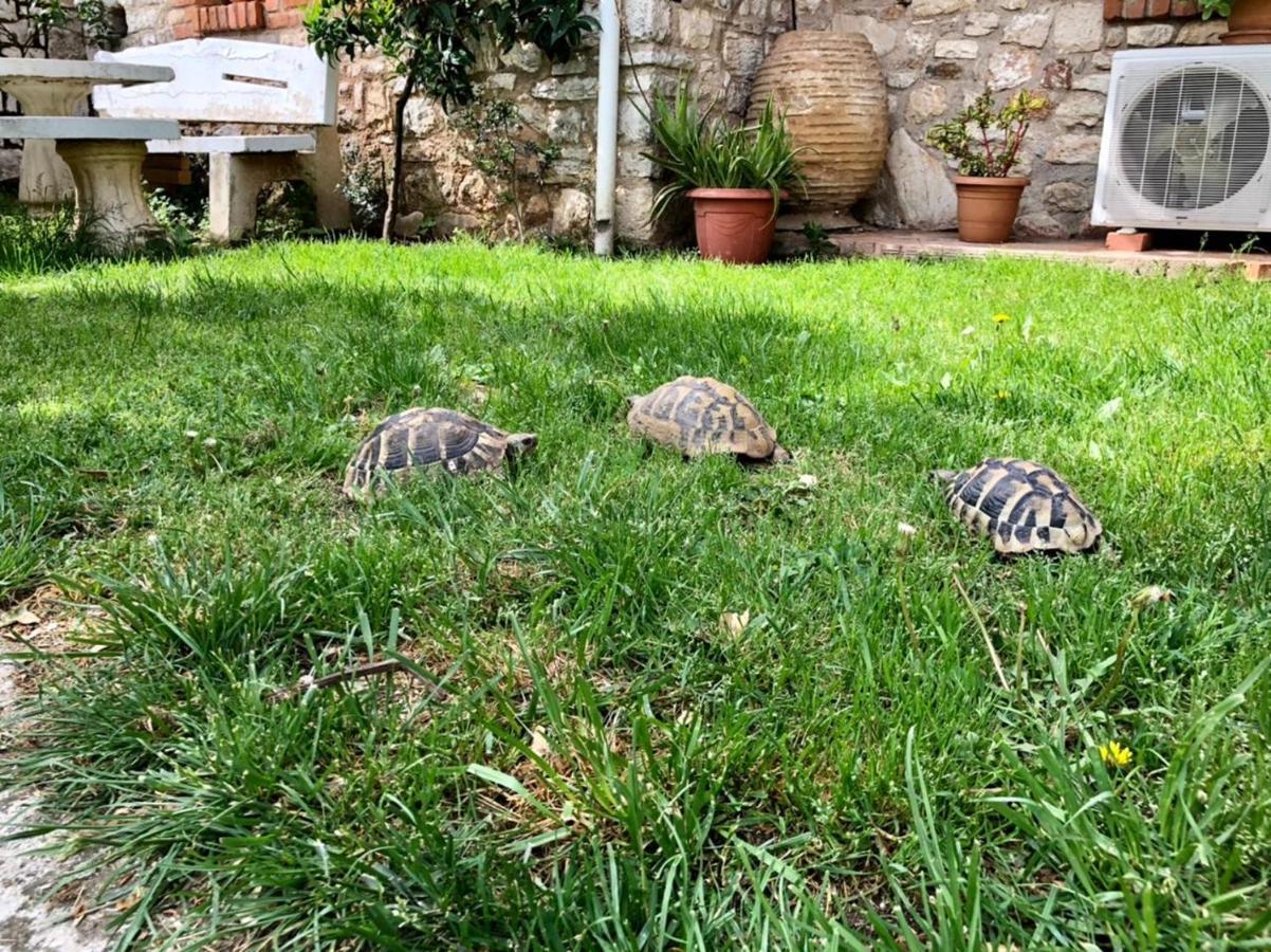 Villa Muzhaqi Nivice Zewnętrze zdjęcie